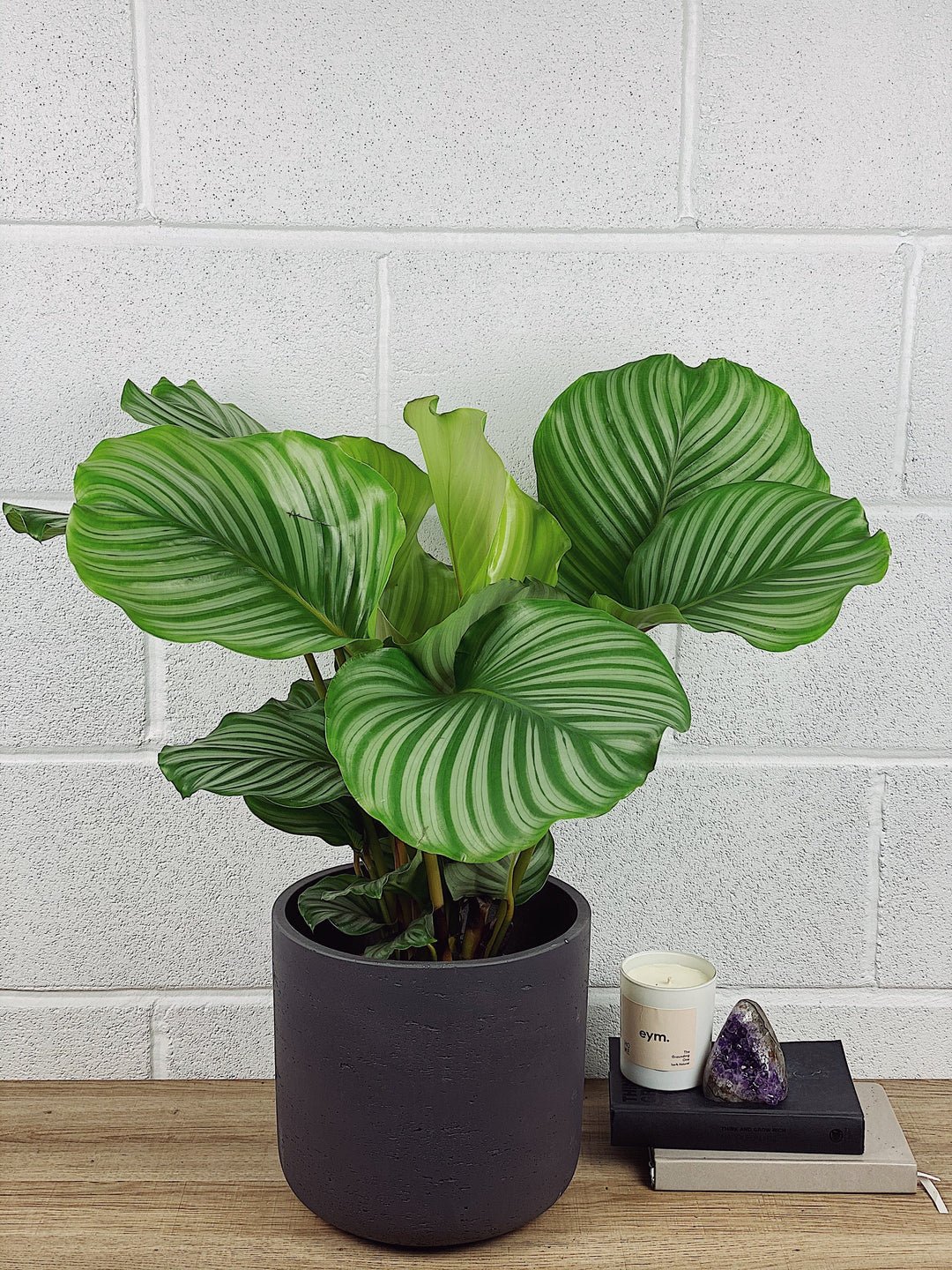 Calathea Orbifolia